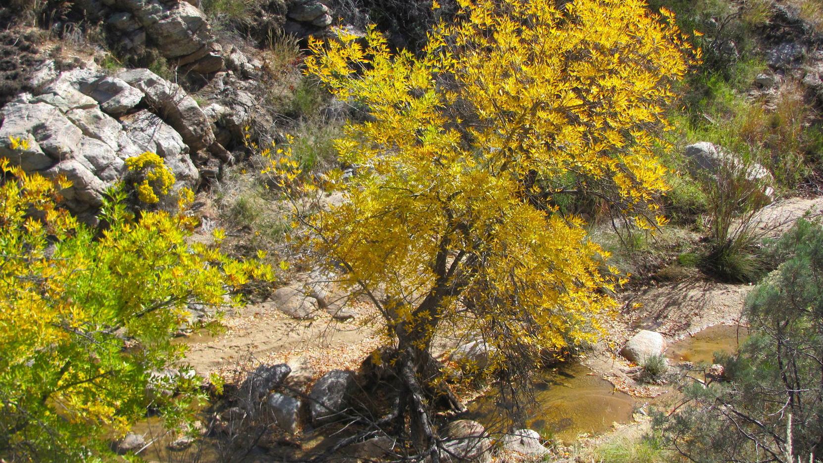 An 'autumn encore' is underway in lower reaches of the Catalinas
